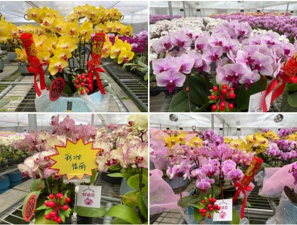 位于青浦区练塘镇的蝴蝶兰种植基地内,成片的蝴蝶兰色彩艳丽花开正盛